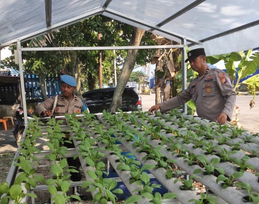 Dukung Ketahanan Pangan Nasional, Polsek KSKP Polres Dumai Polda Riau Rawat Bibit Hidroponik Tahap I
