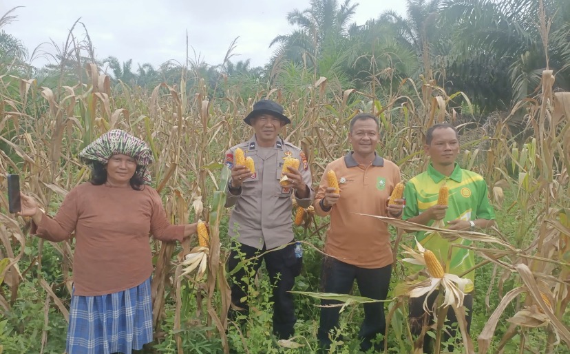 LAHAN TUMPANG SARI BERHASIL KELOMPOK TANI SRI UTAMI HASILKAN 1 TON JAGUNG PIPIL