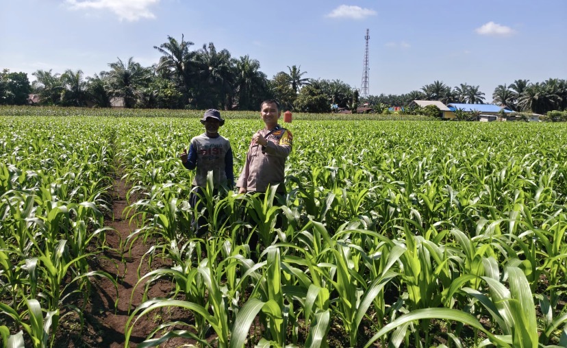 BHABINKAMTIBMAS PERHENTIAN RAJA CEK JAGUNG PIPIL 1,5 HA TANAMAN BAIK, PREDIKSI PANEN SEPTEMBER 2026