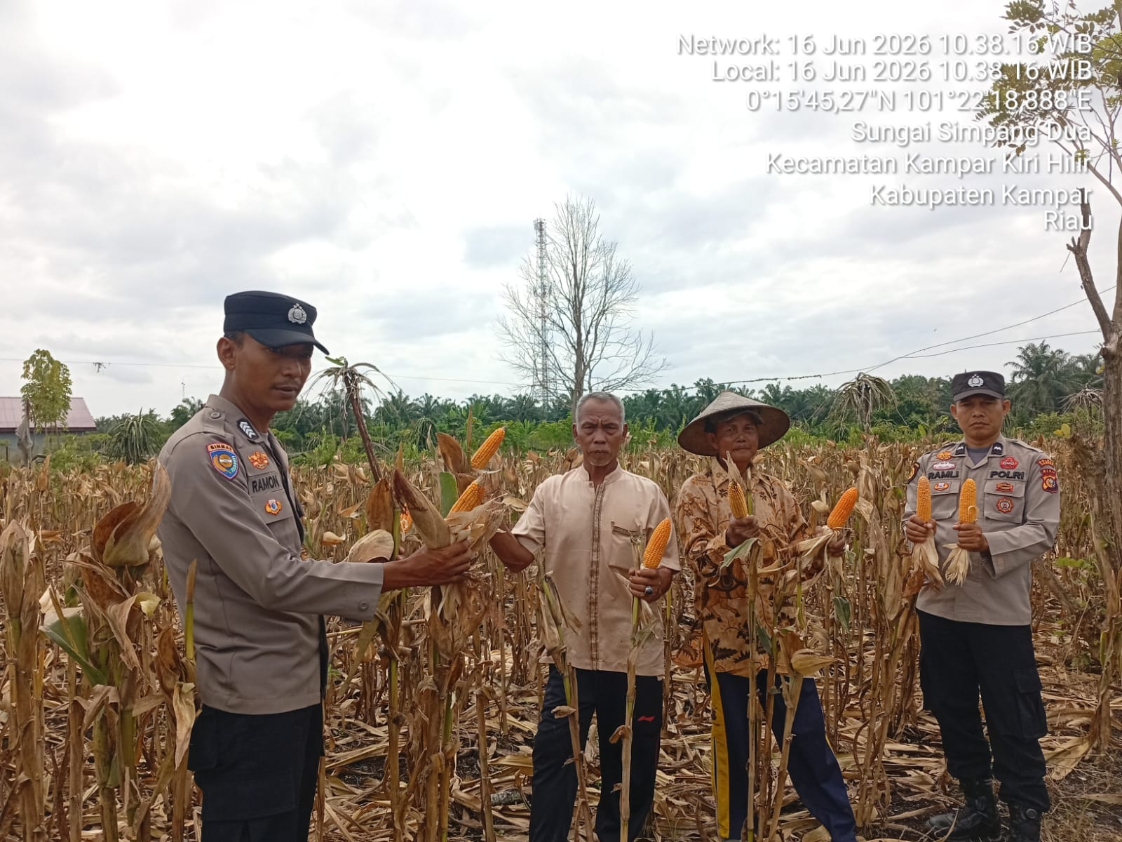 POLSEK KKH HADIR SAAT PANEN JAGUNG PIPIL PROGRAM KAPOLDA RIAU  LAHAN 0,5 HA HASILKAN 800 KG, 