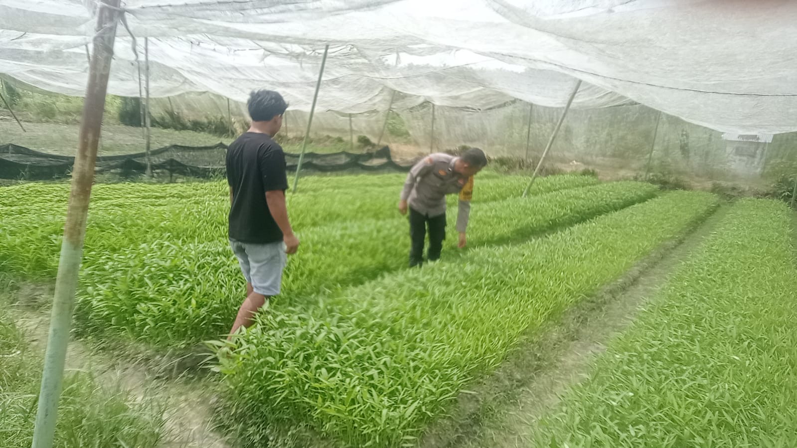KEGIATAN BHABINKAMTIBMAS. BAGAN BESAR TIMUR KOTA DUMAI BERSAMA PETANI.