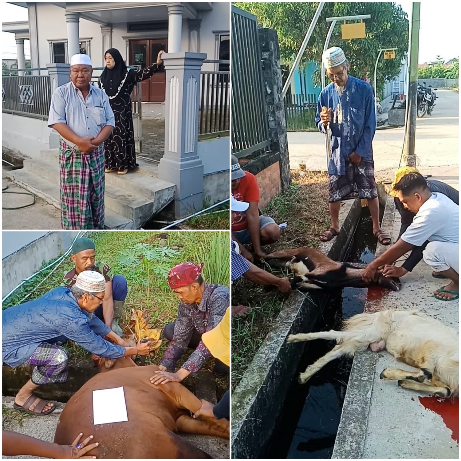 Surau Bin Salim Laksanakan Penyembelihan Hewan Qurban