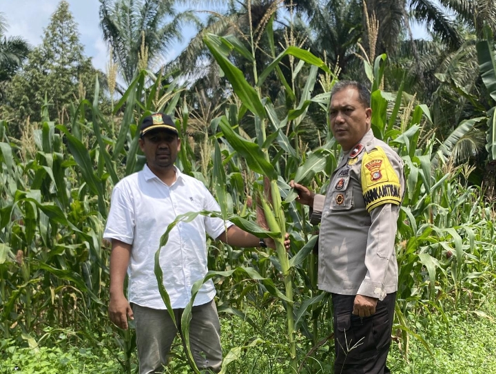 Dukung Ketahanan Pangan, Polsek Tapung Hilir Pantau Perkembangan Tanaman Jagung Pipil Milik Warga De