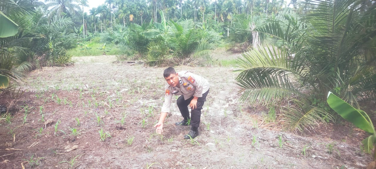 Kegiatan BHABINKAMTIBMAS  Bersama petani Melakukan Pengecekan Perkembangan tanam jagung pipil.