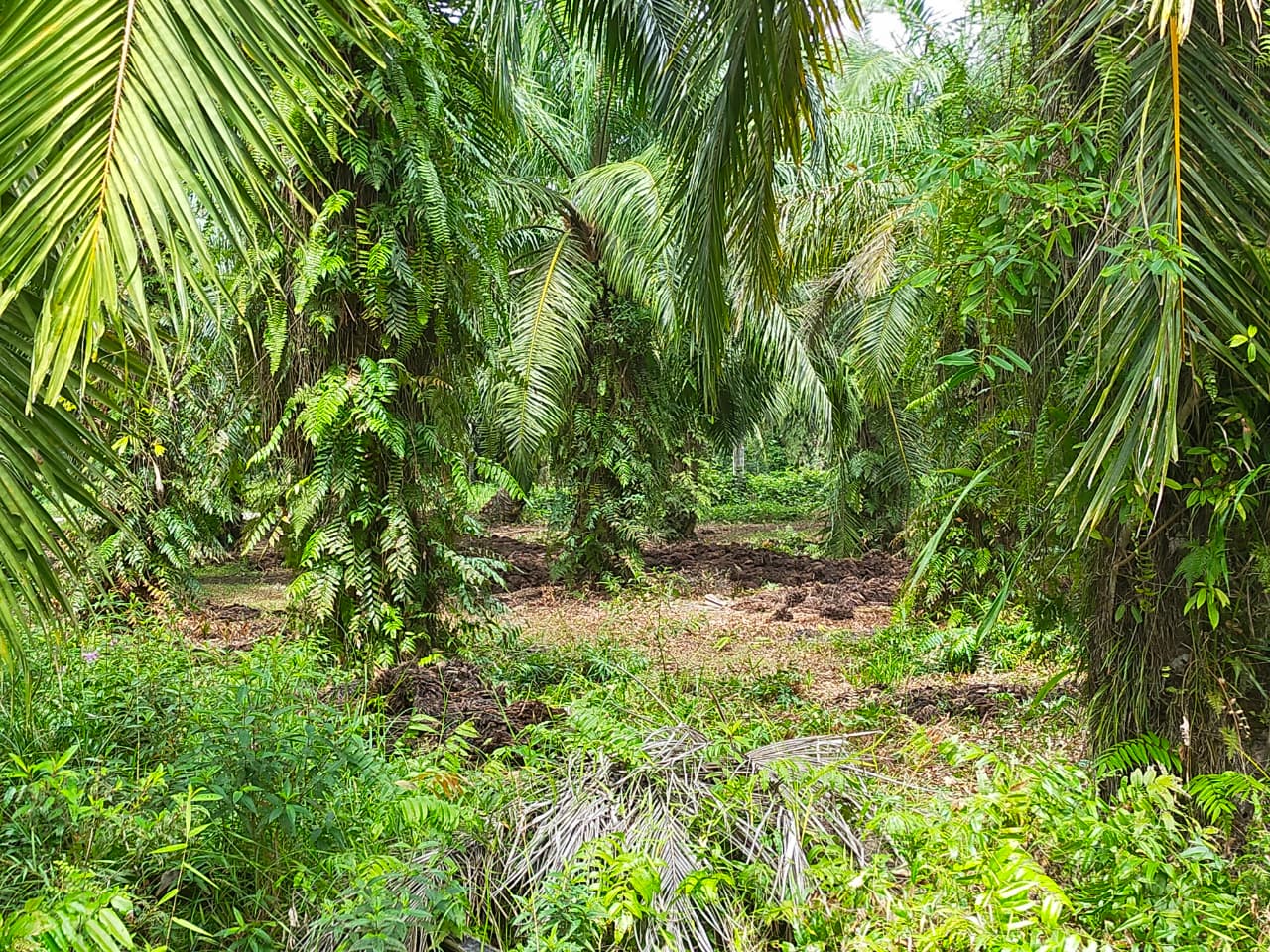 Bau Menyengat Limbah Tankos Ganggu Warga Pangkalan Batang Barat, Lalat Serbu Permukiman