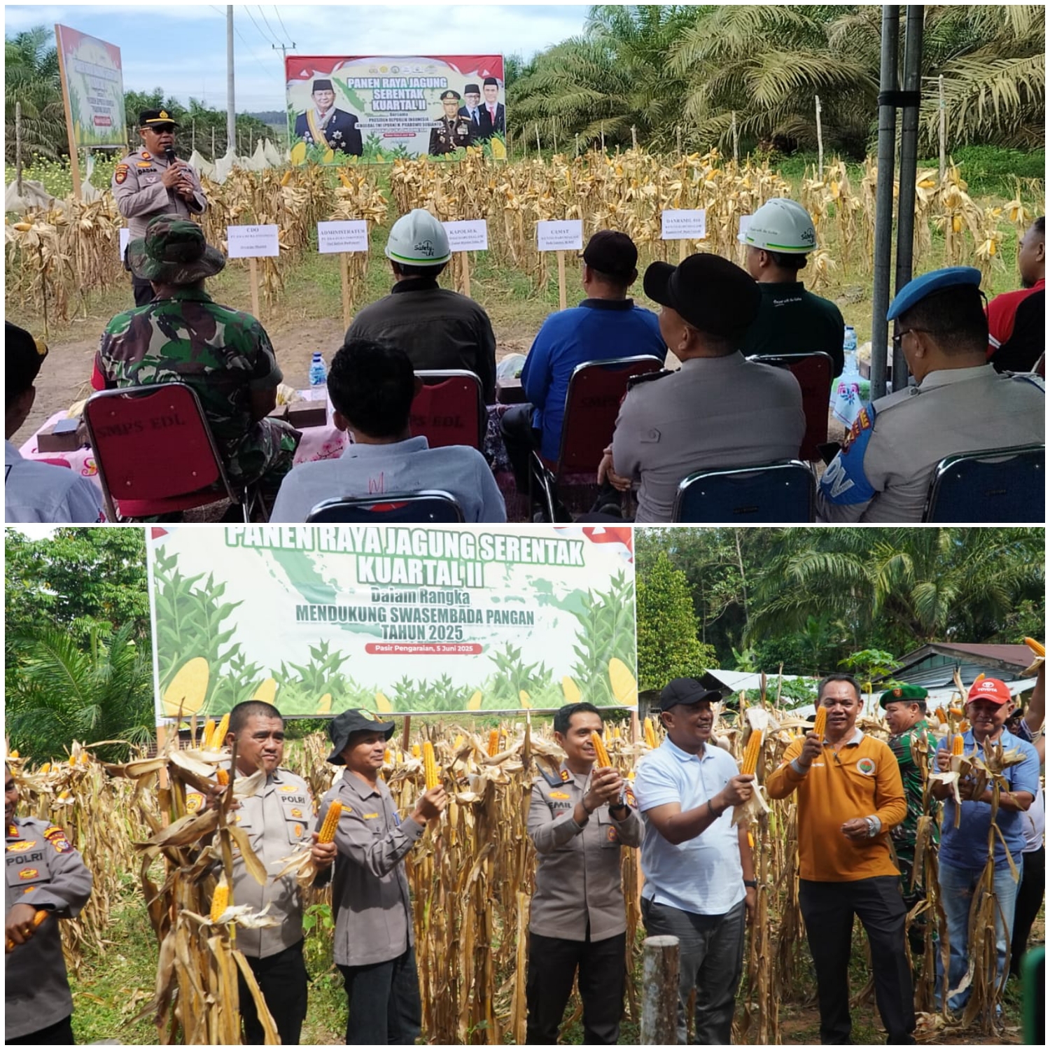 Kapolres dan Bupati Rohul Panen Raya Jagung Serentak di Dua Lokasi