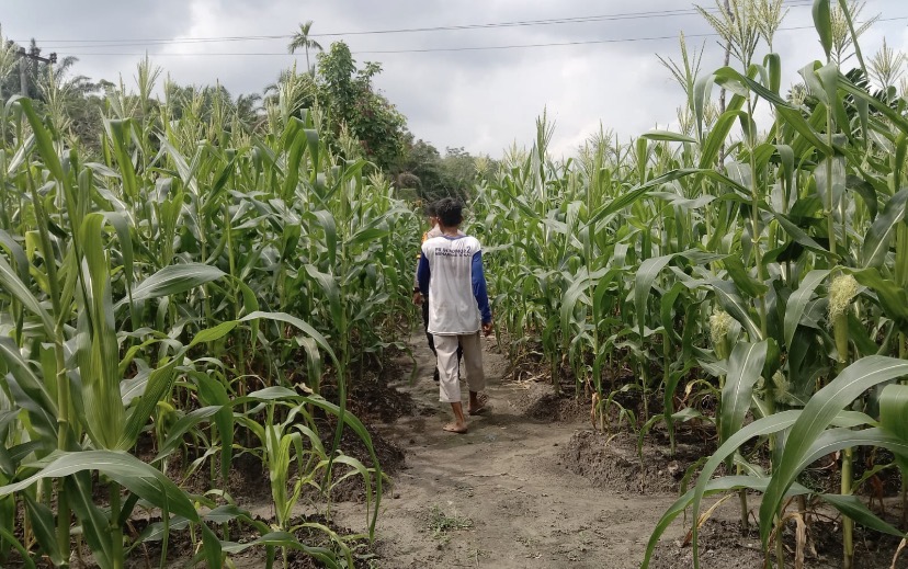 Polsek Kampar Kiri Hilir Periksa Tanaman Jagung Pipil Tumpang Sari, Perkembangan Baik