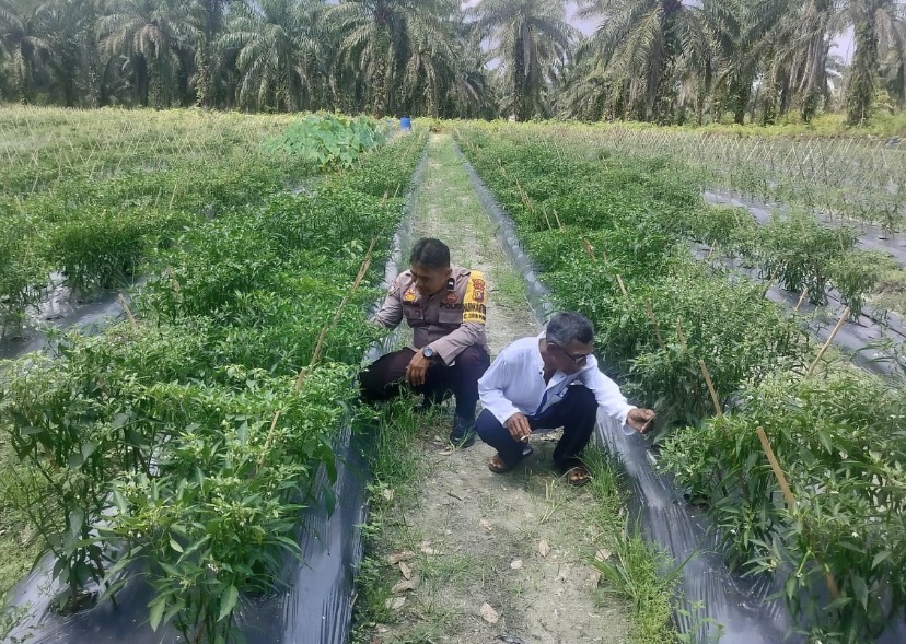 Bhabinkamtibmas AIPDA ARDIAN KURNIAWAN, S.T Melakukan Pengecekan Pekarangan Pangan Bergizi