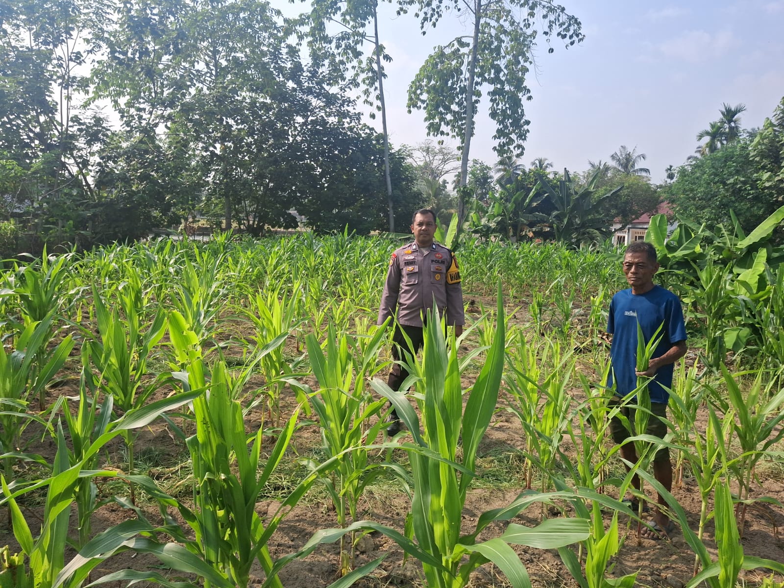 BHABINKAMTIBMAS DESA KOTA BANGUN PERIKSA TANAMAN JAGUNG PIPIL DUKUNG PROGRAM KETAHANAN PANGAN