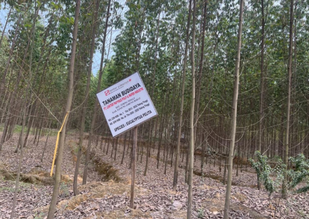 Duga Melakukan Alih Fungsu HGB  LONTAR PAPYRUS Rugikan Negara Miliaran 