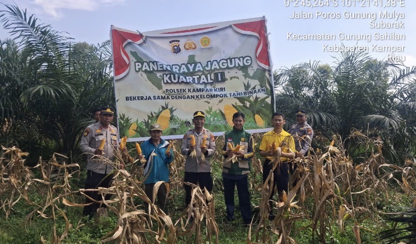 POLSEK KAMPAR KIRI GANDENG KELOMPOK TANI PANEN RAYA JAGUNG PIPIL 1 TON DI GUNUNG MULYA, HASILNYA KE 