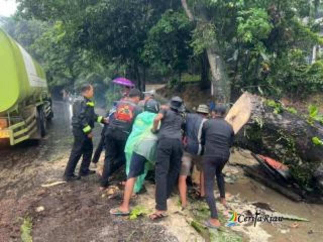 Pohon Tumbang Tutup Jalan Pekanbaru–Bangkinang, Polisi dan Warga Bergerak Cepat