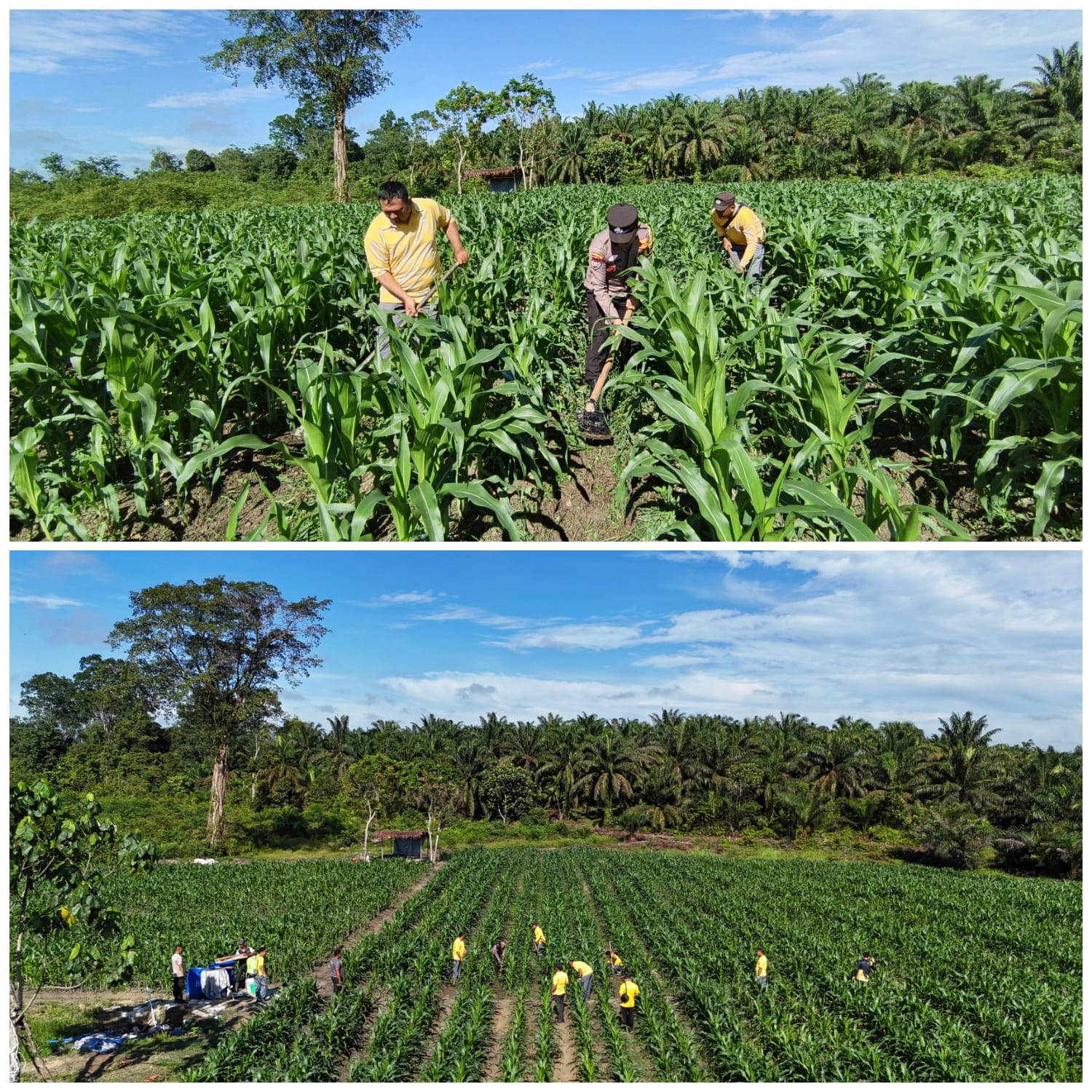 Mantap! Polsek Perhentian Raja Optimis Panen Jagung Akhir Tahun, Dukung Pangan Lokal!
