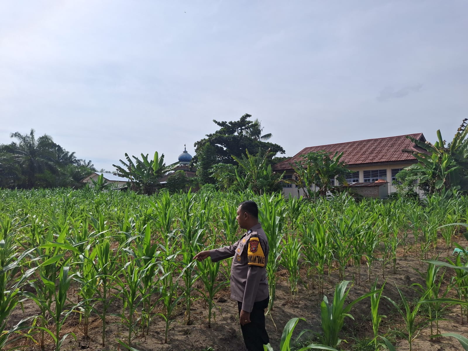 Wujudkan Asta Cita Pangan, Bhabinkamtibmas Tapung Hilir Lakukan Pemantauan Lahan Jagung Desa