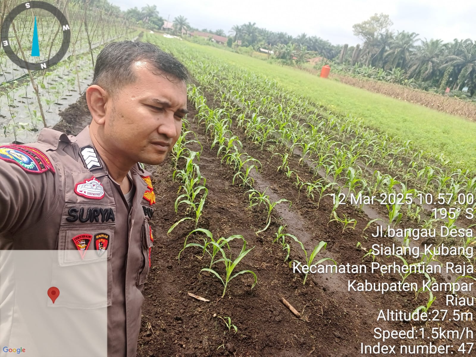 Bhabinkamtibmas Polsek Perhentian Raja Turun Langsung, Pantau Ketahanan Pangan Desa Sialang Kubang