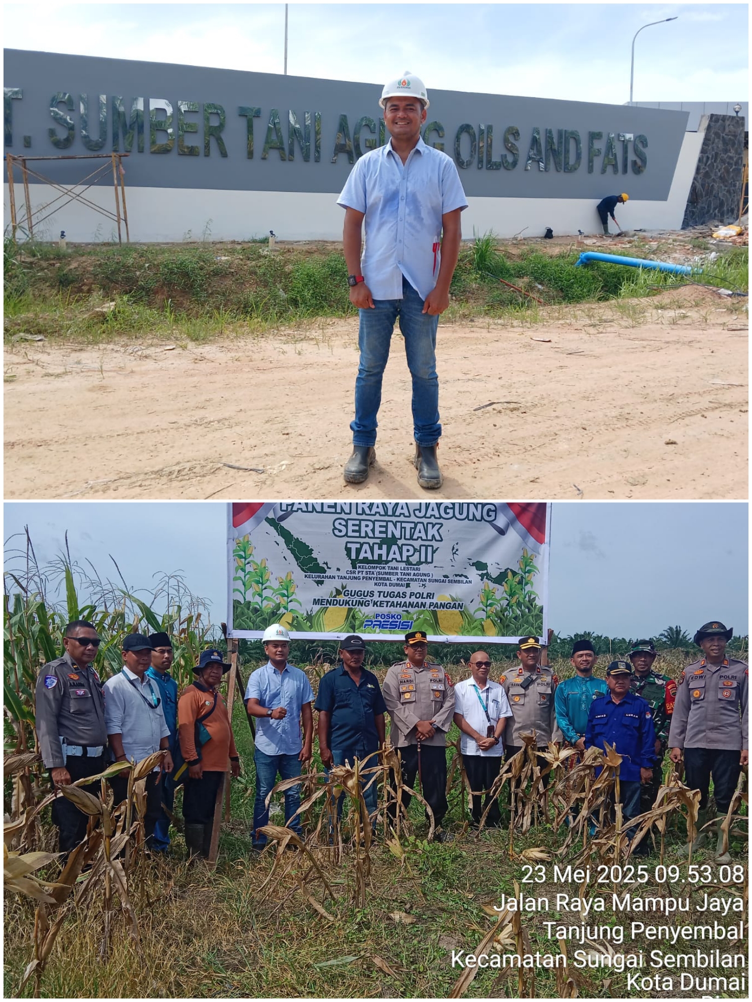Panen raya jagung pipil tahap kedua atas program CSR unggulan PT sumber Tani Agung oils and fats 