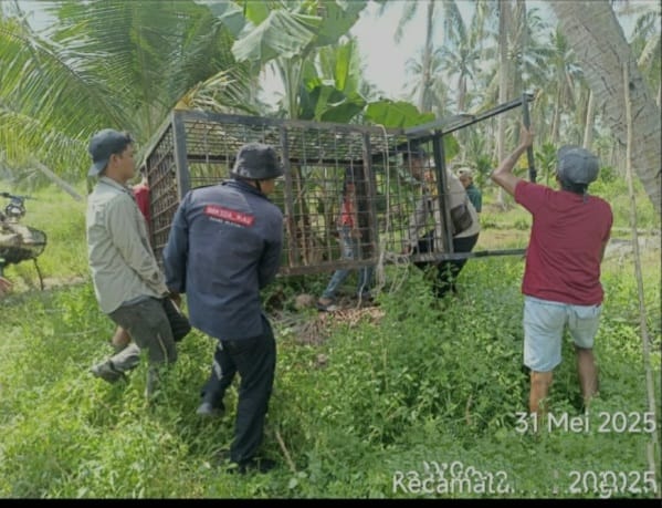 Tim BBKSDA Riau Pasang Perangkap untuk Antisipasi Kemunculan Harimau Sumatra di Teluk Belengkong