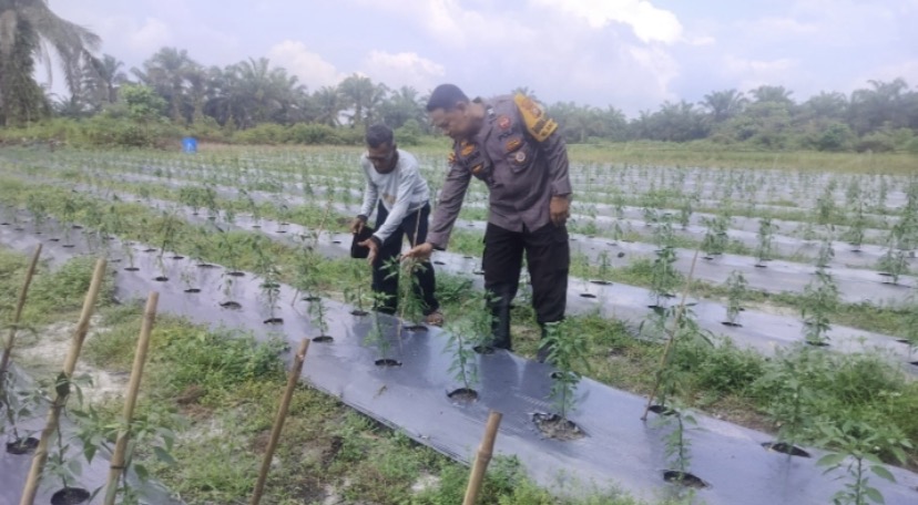 Bhabinkamtibmas kapolsek bukit kapur.  Bersama petani pengecekan tanaman