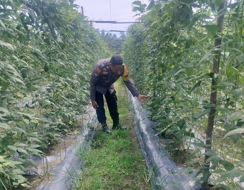 BHABINKAMTIBMAS Bukit Nenas AIPTU ASYARI.Bersama Petani Melakukan pengecekan tanaman ketahanan panga