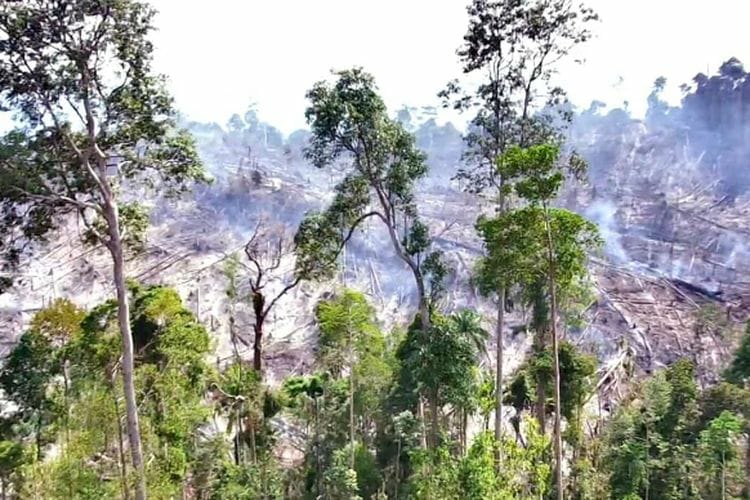 30 Hektar Lahan di Kabupaten Rokan Hulu Riau, Diduga Dibakar