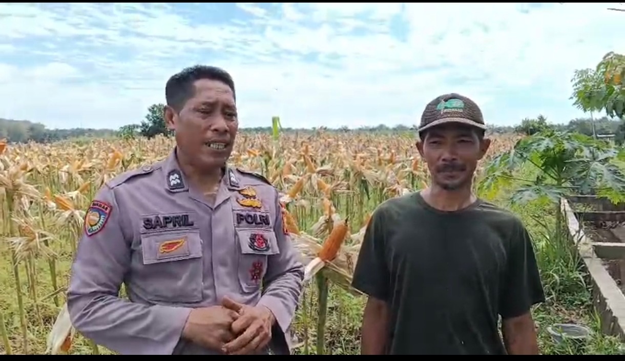 Polsek Kampar Kiri Periksa Tanaman Jagung Kelompok Tani Presisi  Kondisi Bagus, Siap Panen Bulan 