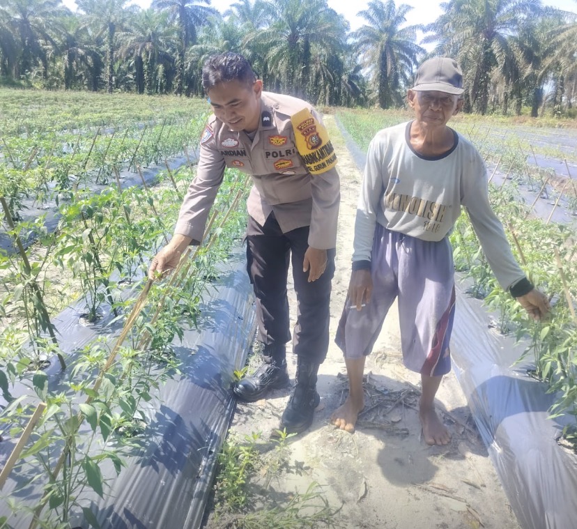 KEGIATAN BHABINKAMTIBMAS. BUKIT KAPUR. BERSAMA PETANI MELAKUKAN PENGECEKAN TANAMAN PANGAN BERGIZI.