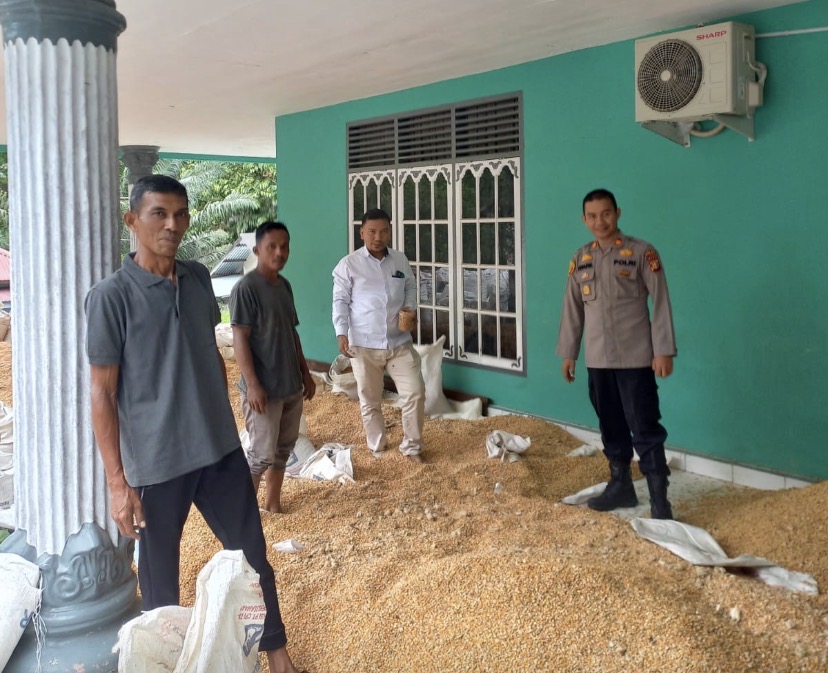KAPOLSEK TAPUNG HILIR PERIKSA HASIL PANEN JAGUNG, 6 DESA HASILKAN 4 TON UNTUK PROGRAM KETAHANAN PANG