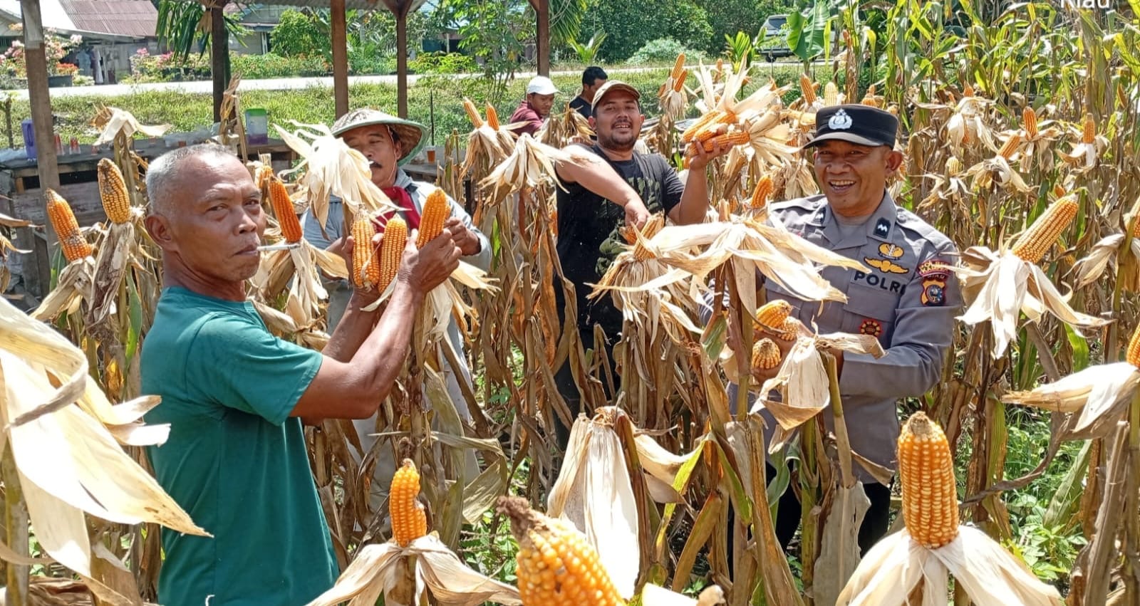 Panen Jagung Pipil Program Kapolda Riau Berhasil Desa Sungai Simpang Dua Hasilkan 500 Kg Dari 0,25 H