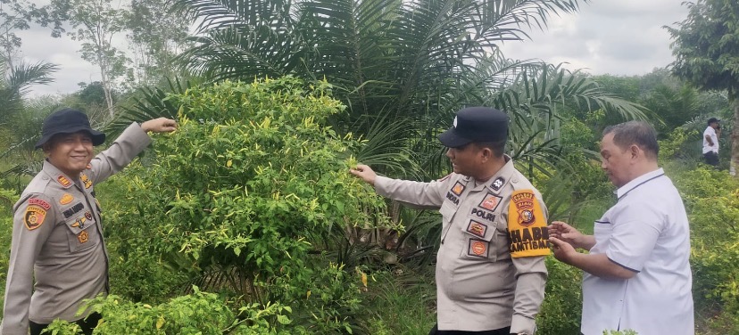 Polsek Kampar Kiri Hilir Periksa Taman P2B Sayuran Cabe & Terong Tumbuh Baik Dukung Ketahtanan Panga