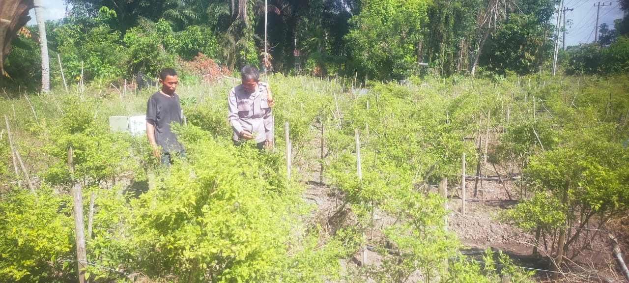 Bhabinkamtibmas Bukit Kapur Bersama Petani Mendukung Penuh Program Ketahanan Pangan Nasional.