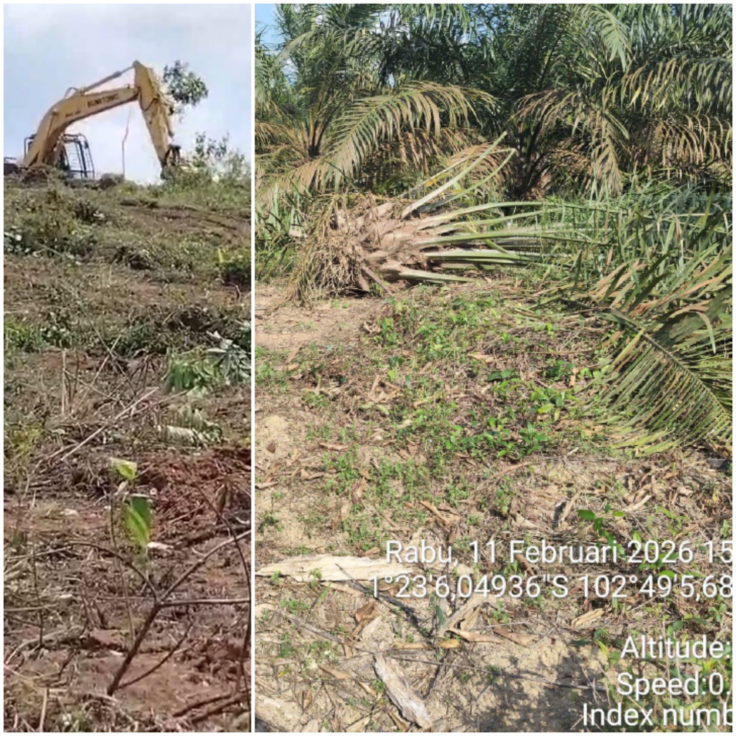 Kembali WKS Gusur Kebun Warga Desa Bukit Bakar, Pemkab, DPRD Tanjung Jabung Barat di Mana ?
