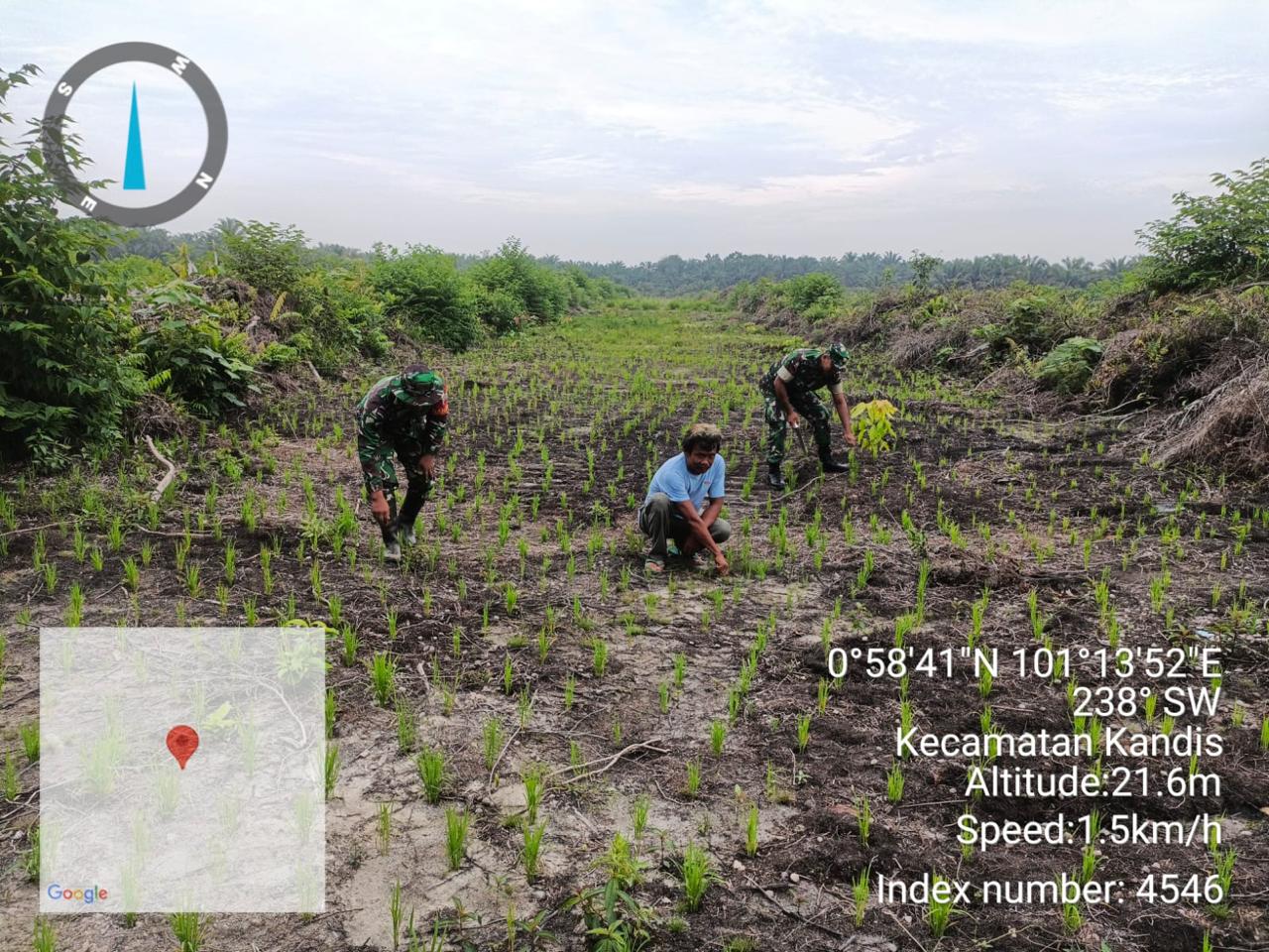 Babinsa Kodim Siak Bersama Kelompok Tani Sada Nioga Cegah Gulma untuk Optimalisasi Hasil Panen 