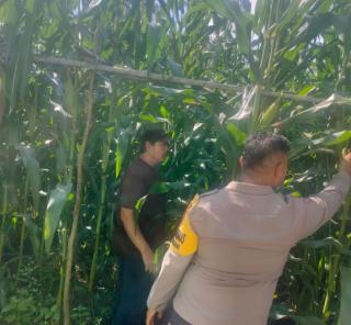 Ketahanan Pangan dari Desa, Bhabinkamtibmas Gurun Panjang Tinjau Perkembangan Jagung Pipil