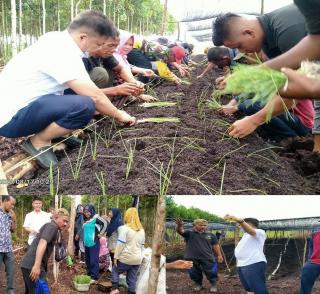 Koperasi IPMPL Bersama Aman,Uji Coba Tanam Bawang Merah