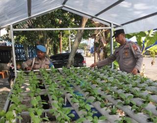 Dukung Ketahanan Pangan Nasional, Polsek KSKP Polres Dumai Polda Riau Rawat Bibit Hidroponik Tahap I