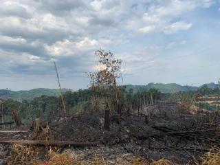 Dugaan Jual Beli Hutan Desa Pemandang Rohul, Ketua APTMR: Segera Kami Laporkan ke APH