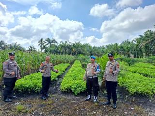 Kapolsek Kampar Kiri Hilir Tinjau Program Pekarangan Pangan Bergizi di Desa Simpang Dua untuk Dukung