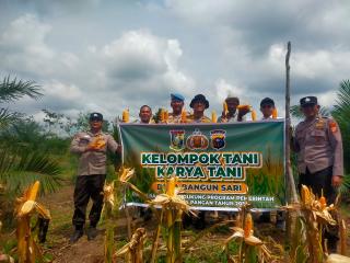 Lahan Tumpang Sari Berhasil Kelompok Tani Karya Tani Panen 1000 Kg Jagung Pipil