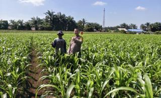 BHABINKAMTIBMAS PERHENTIAN RAJA CEK JAGUNG PIPIL 1,5 HA TANAMAN BAIK, PREDIKSI PANEN SEPTEMBER 2026