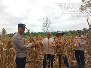POLSEK KKH HADIR SAAT PANEN JAGUNG PIPIL PROGRAM KAPOLDA RIAU  LAHAN 0,5 HA HASILKAN 800 KG, 