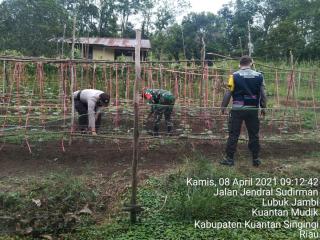 UNTUK PEMULIHAN EKONOMI NASIONAL (PEN) Polsek Kuantan Mudik melakukan Pengecekan