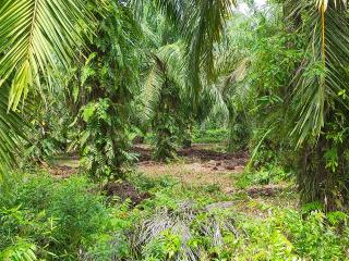 Bau Menyengat Limbah Tankos Ganggu Warga Pangkalan Batang Barat, Lalat Serbu Permukiman