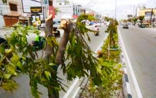 Di Duga,Terkait Kasus Tebang Pohon Di Tambusai, PUPR Pekanbaru Bantah Cabut Laporan Polisi