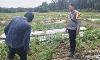 Dukung Program Ketahanan Pangan Nasional, Bhabinkamtibmas Tinjau Kebun Semangka Warga
