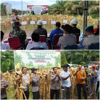 Kapolres dan Bupati Rohul Panen Raya Jagung Serentak di Dua Lokasi