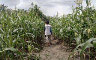 Polsek Kampar Kiri Hilir Periksa Tanaman Jagung Pipil Tumpang Sari, Perkembangan Baik