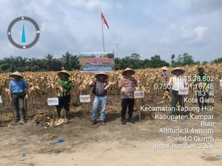 Kapolsek Tapung Hilir Hadiri Panen Jagung Pipil di PT SEBAL, Dukung Program Ketahanan Pangan Nasiona
