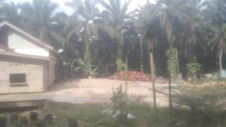 Maraknya RAM Sawit di Tanjung Jabung Barat di Duga Tidak Kantongi Izin