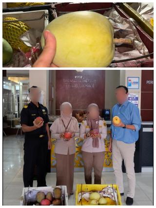  BC Tembilahan Gagalkan Penyelundupan 15.000 Kg Buah Mangga Ilegal ke Kabupaten Indragiri Hilir 