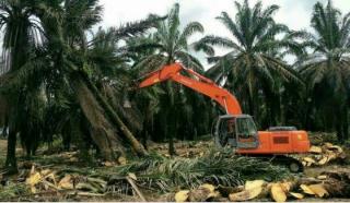 KUD DAN FORUM KUD KUANSING TETAP AKAN BERMITRA DENGAN PT GTW DALAM PEREMAJAAN SAWIT RAKYAT